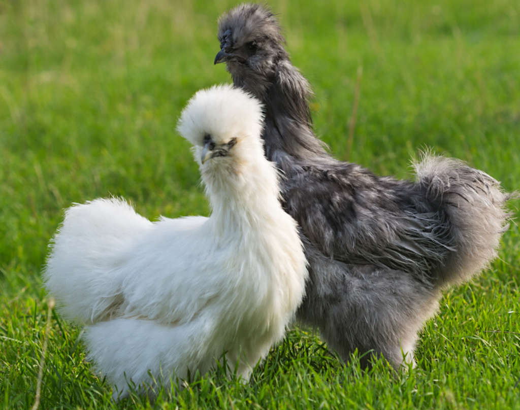 Silkie