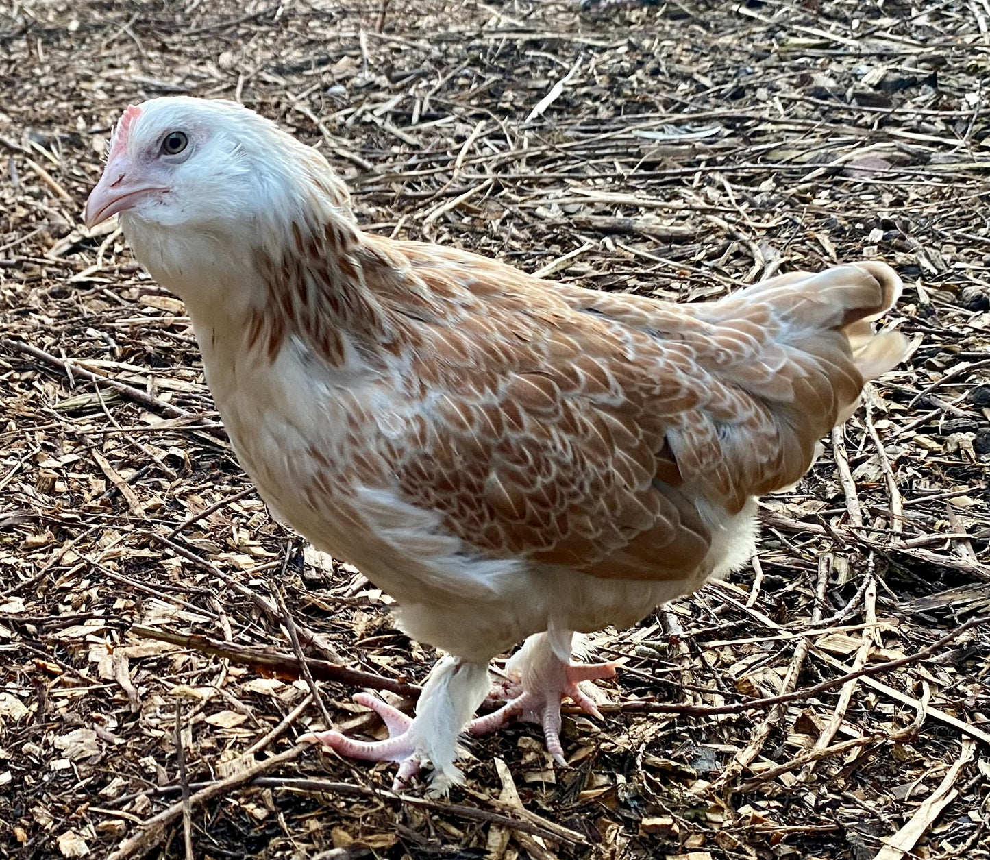 Faverolle