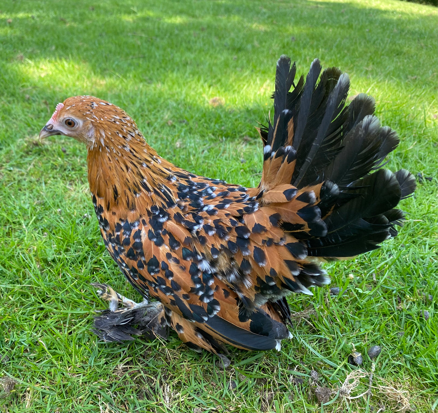Sablepoot