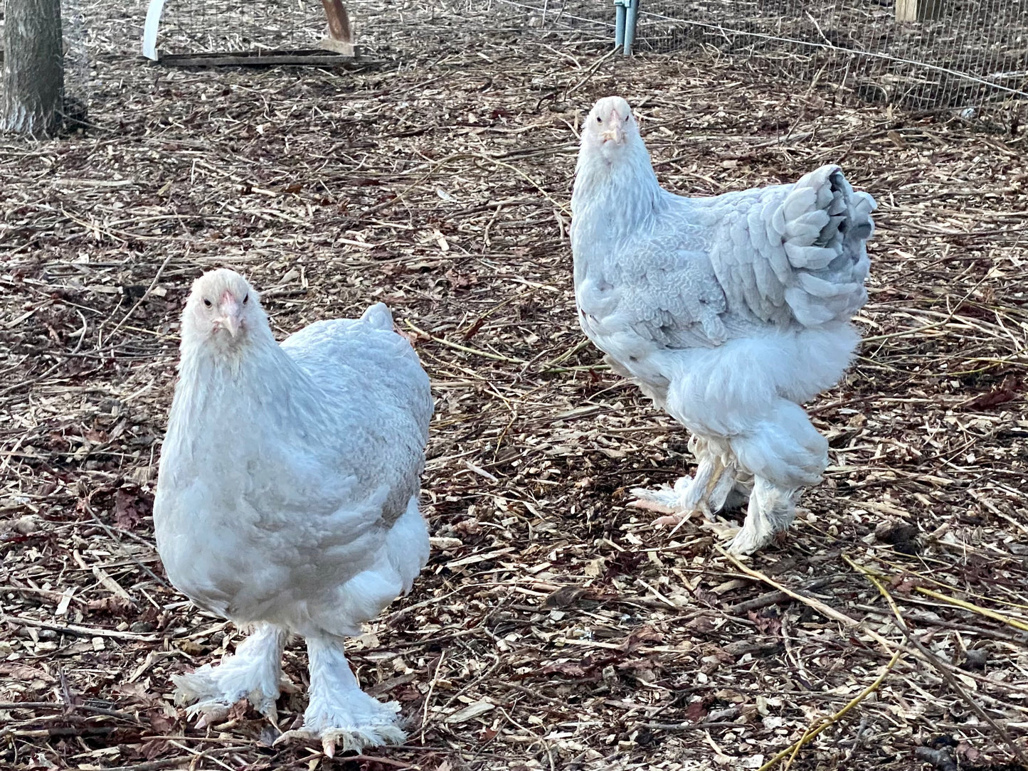 Brahma