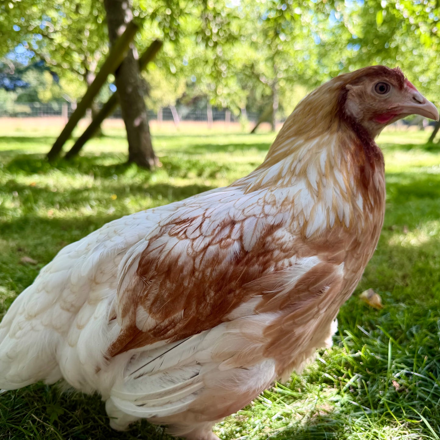 Cream Partridge Leghorn