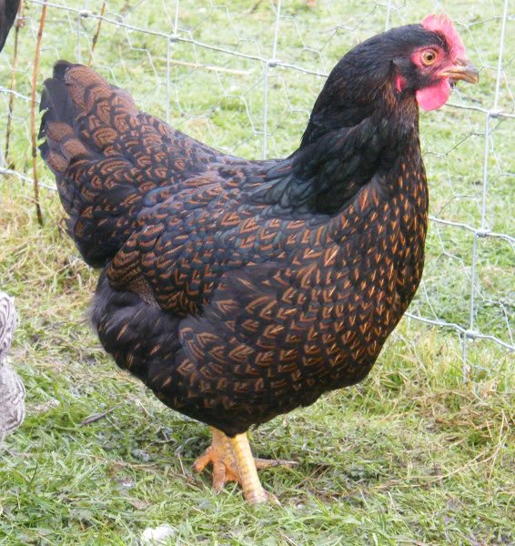 Barnevelder