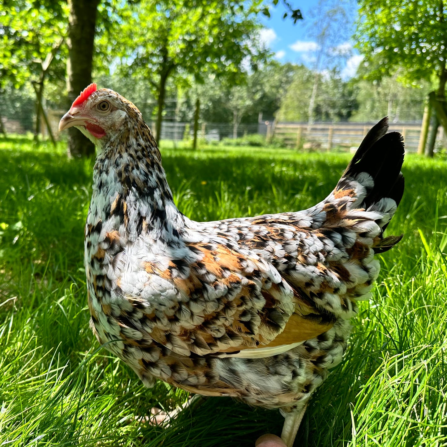 Swedish Flower Hen