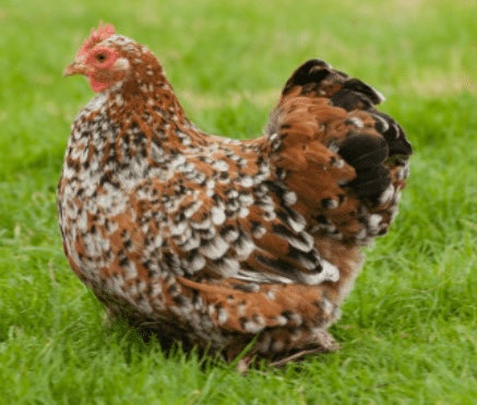 Pekins