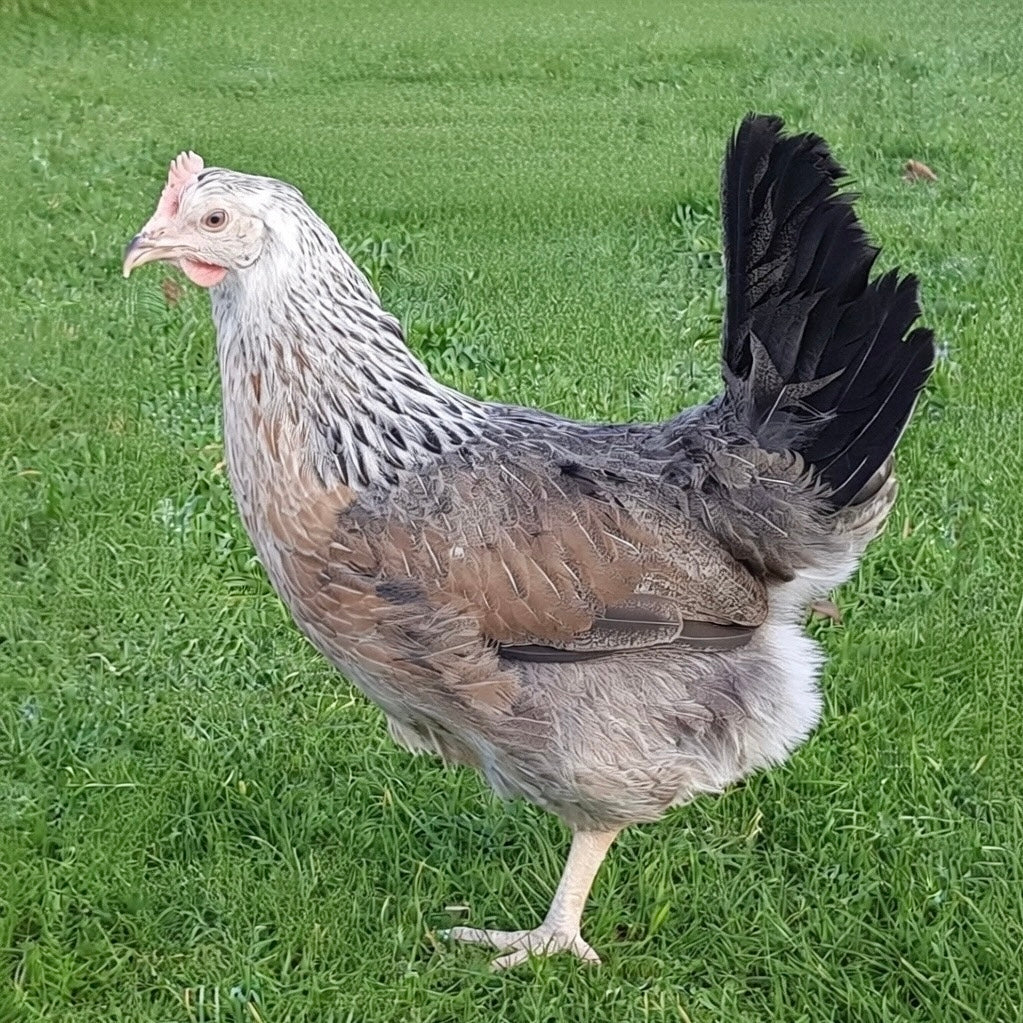 Silver Duckwing Leghorn