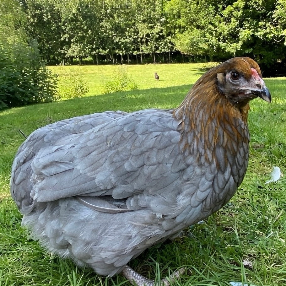 Sussex Olive
