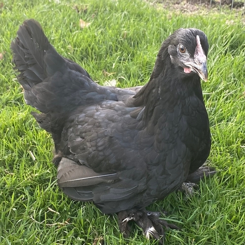 Sussex Dark Egg Maran