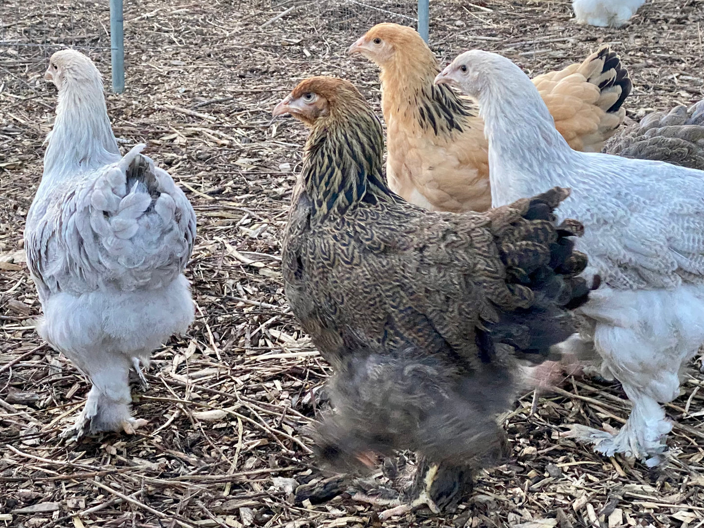 Brahma