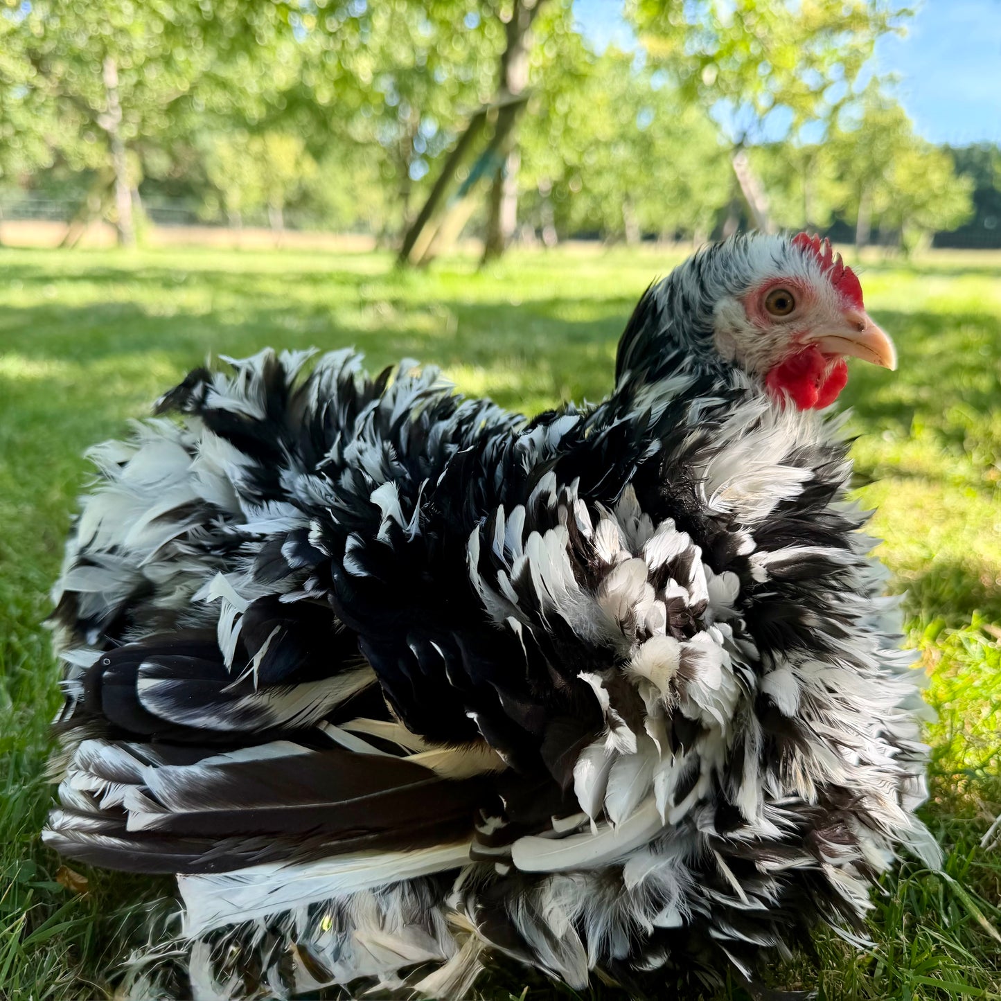 Pekin Frizzle