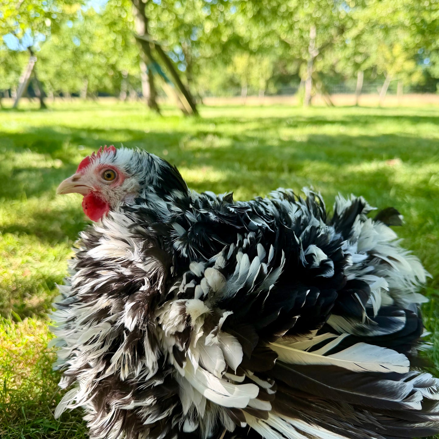 Pekin Frizzle