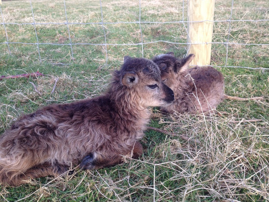 soay ewe lamb