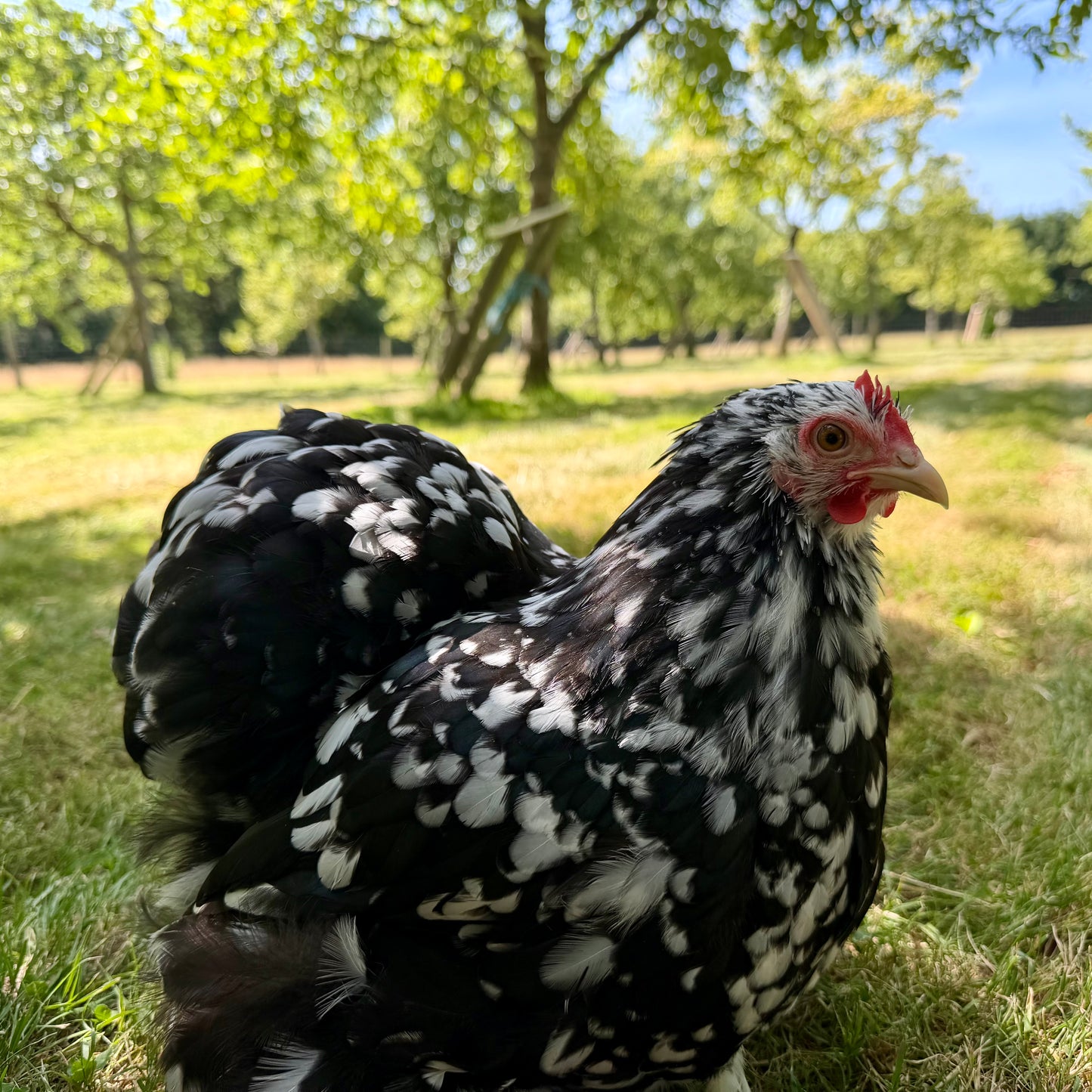 Pekins