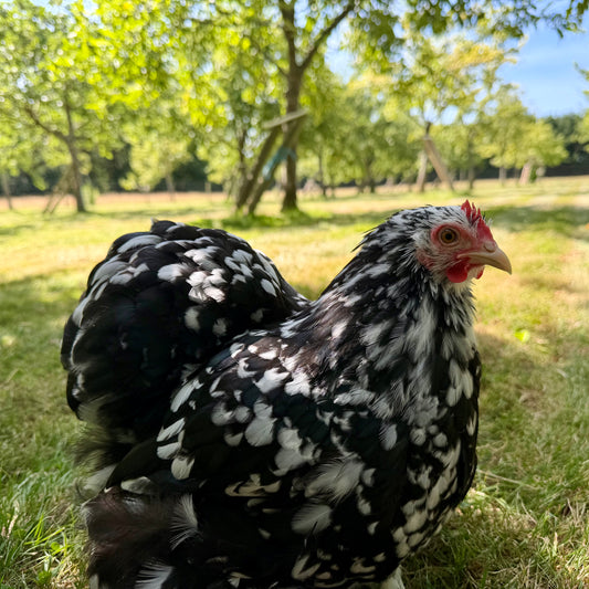 Pekins