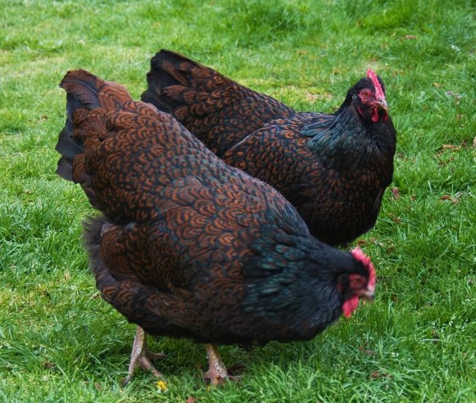 Barnevelder