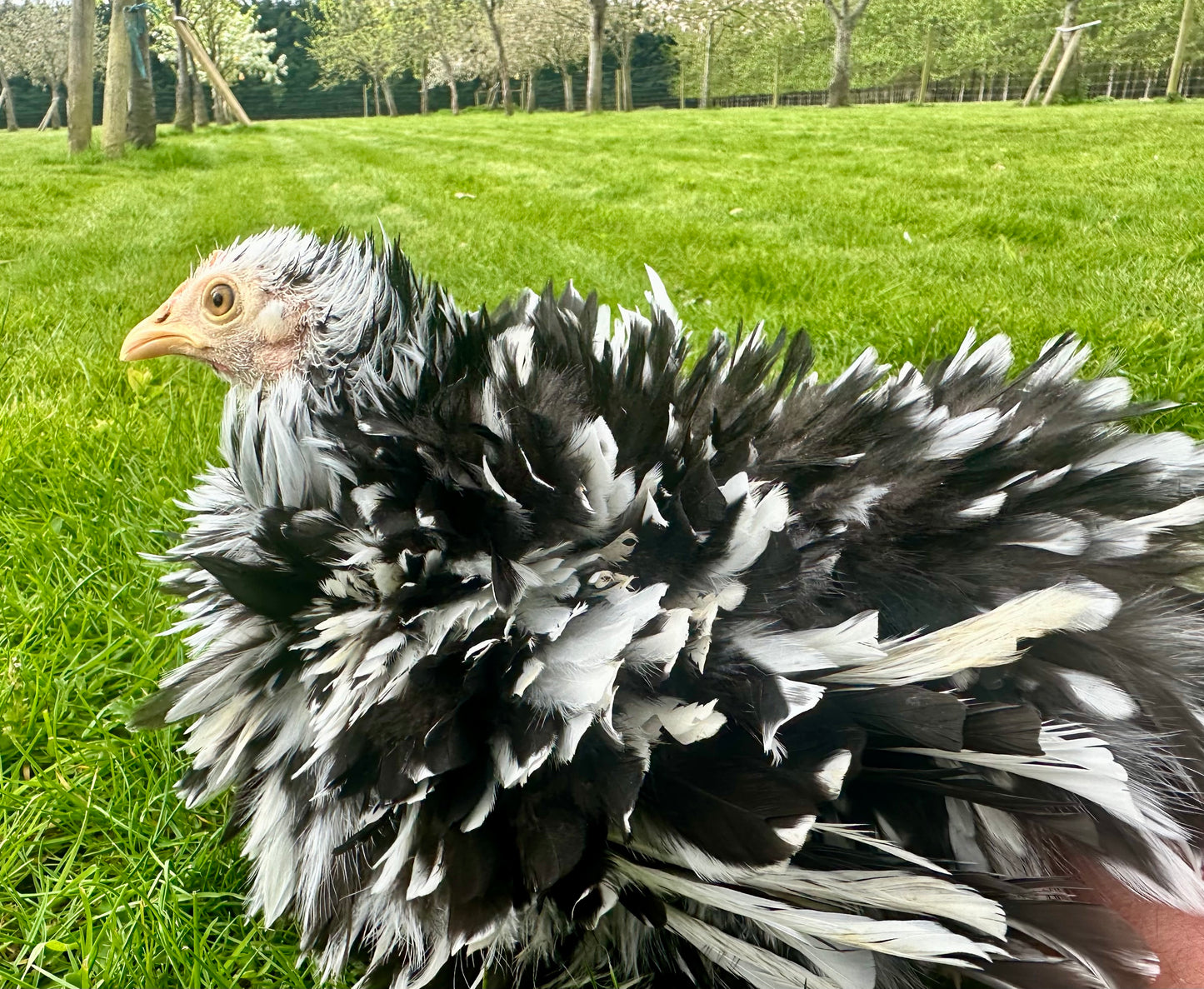 Pekin Frizzle