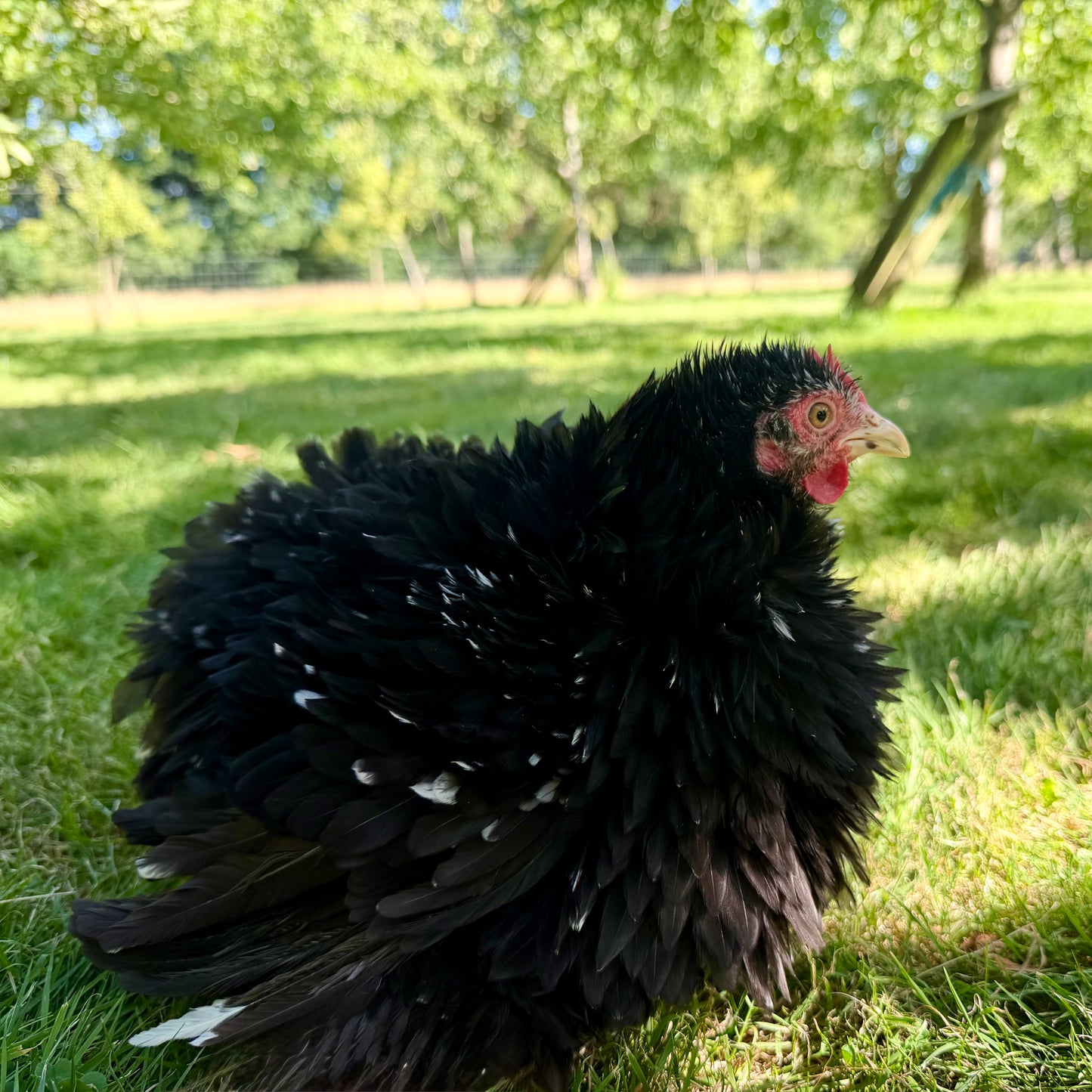 Pekin Frizzle