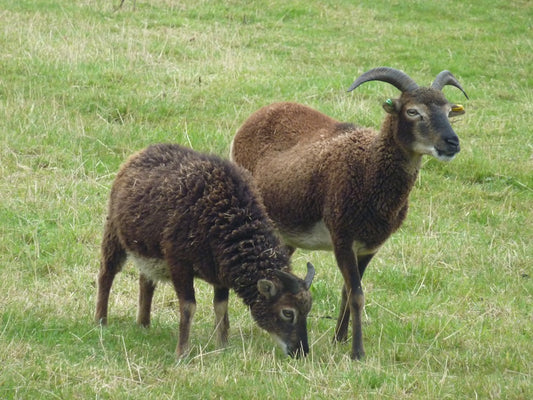 soay adult wether