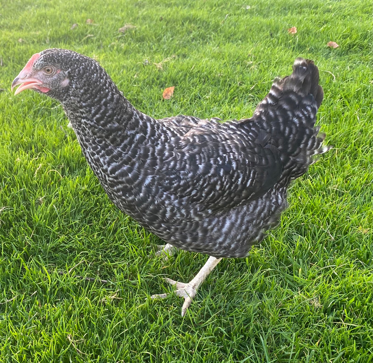 Speckled