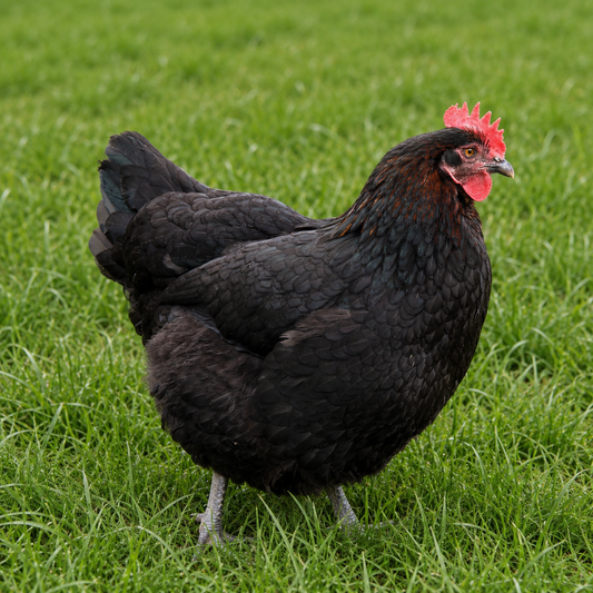 French Copper Maran