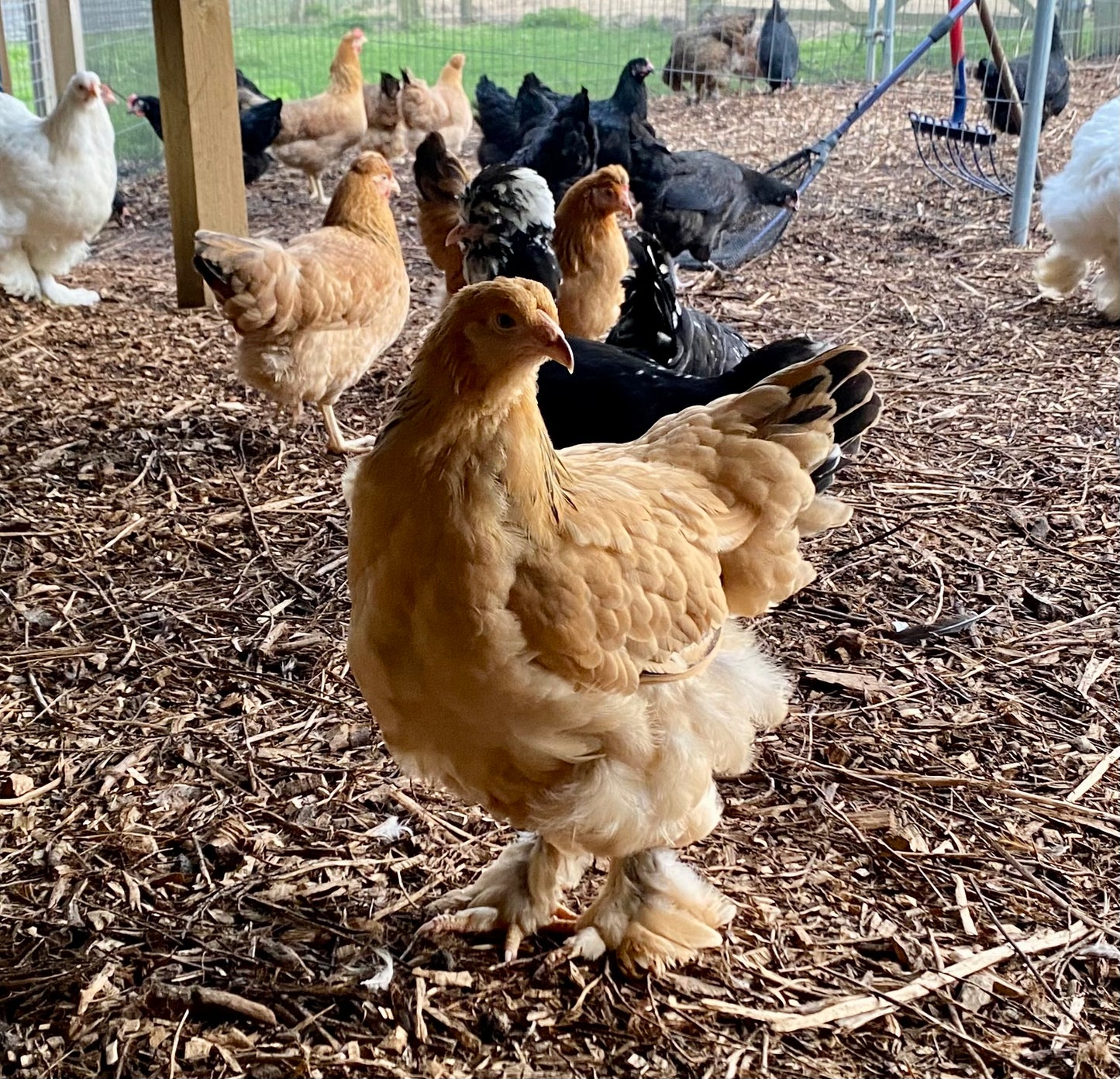 Brahma