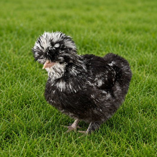 Silkie Black and White