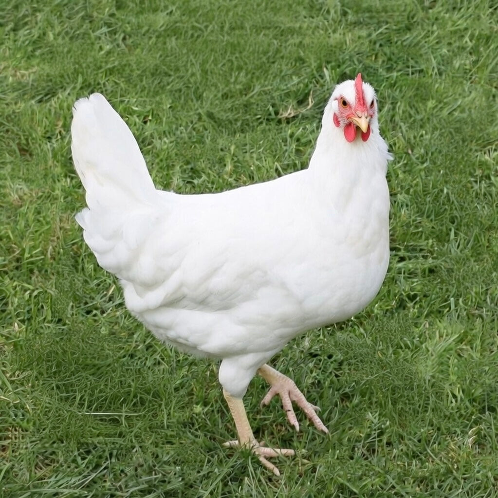 Leghorn
