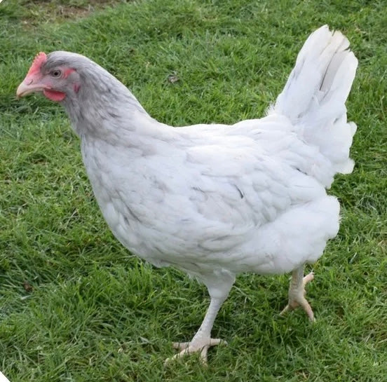 Sussex Splash Maran