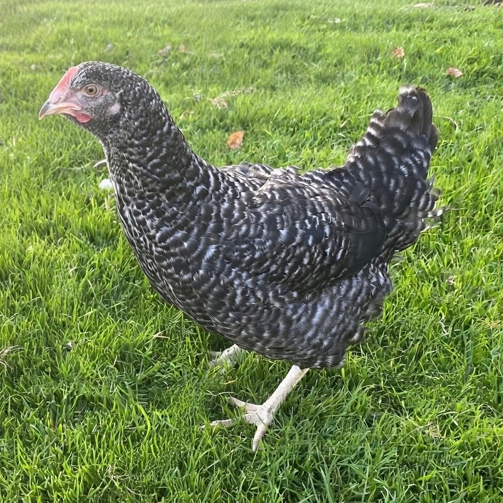 Speckled