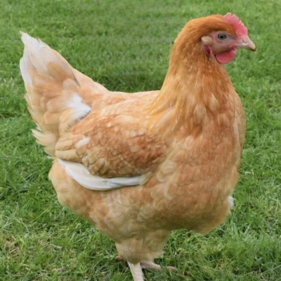 Golden Speckled