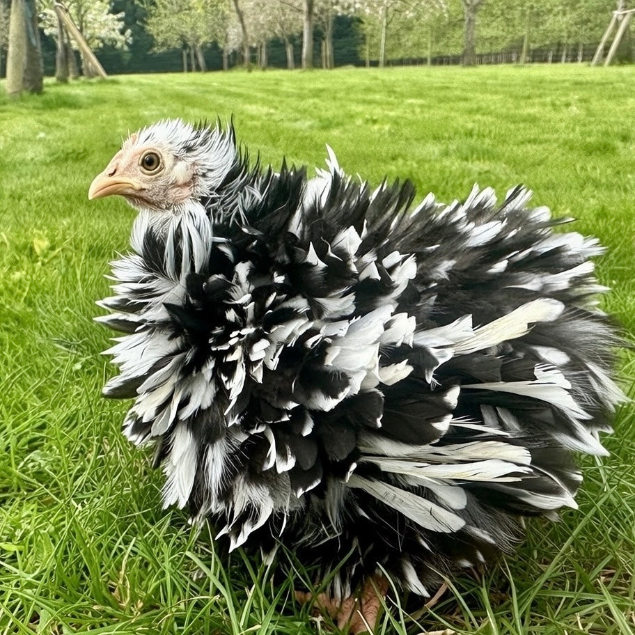 Pekin Frizzle