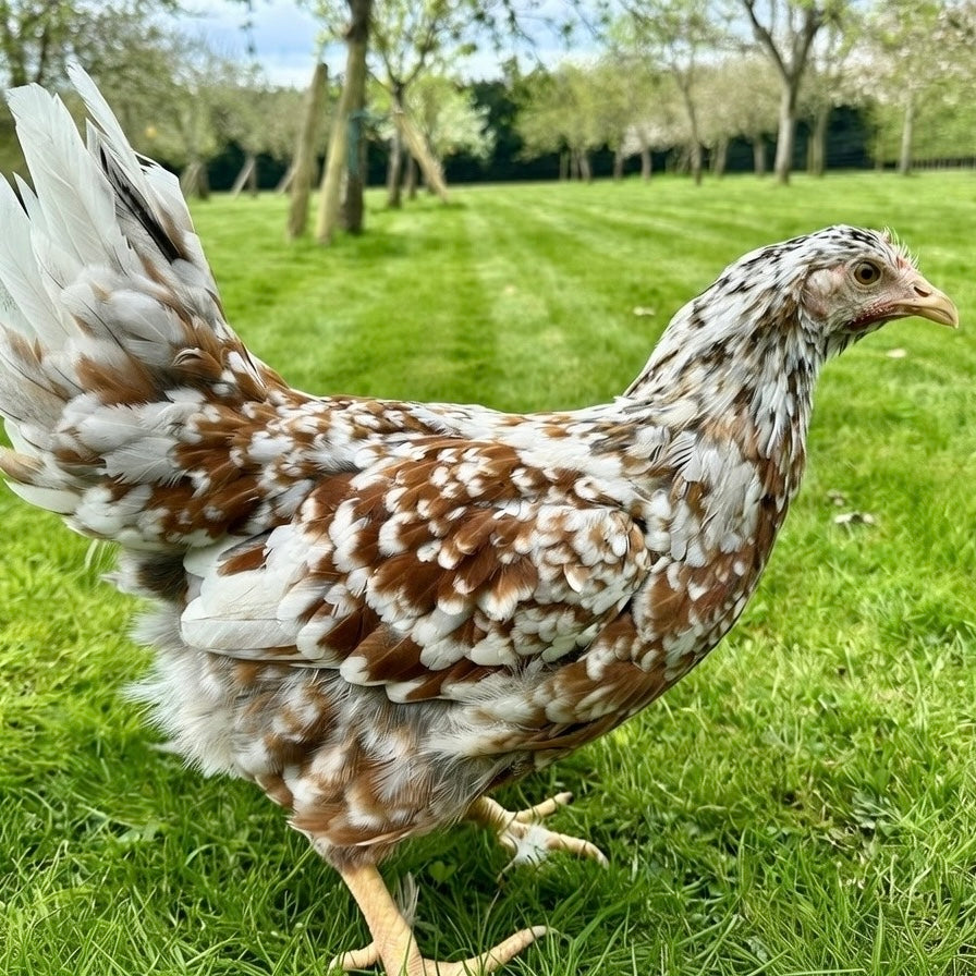 Mottled Leghorn