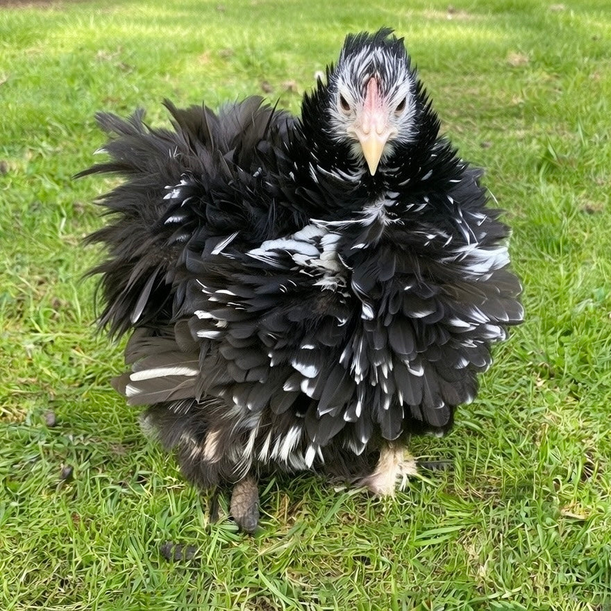 Pekin Frizzle
