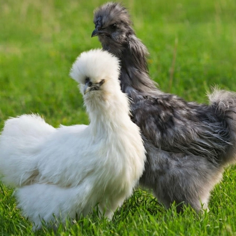 Silkie