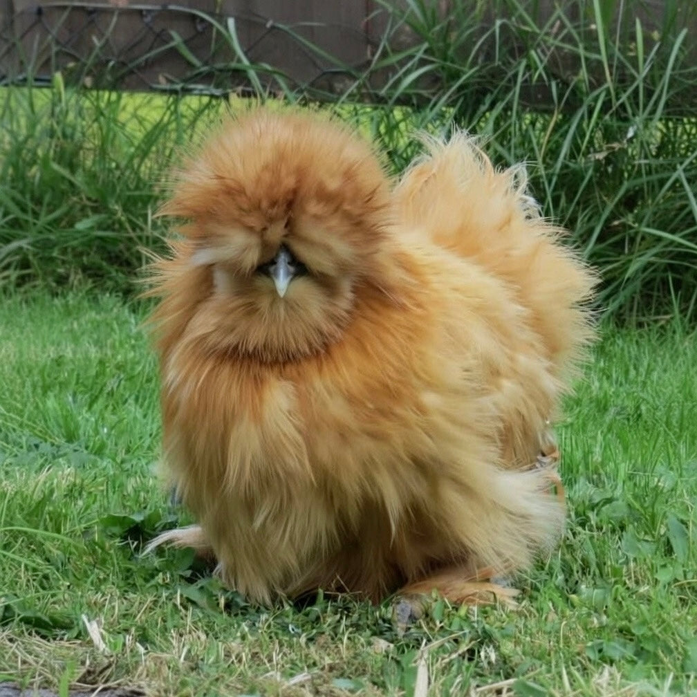 Silkie