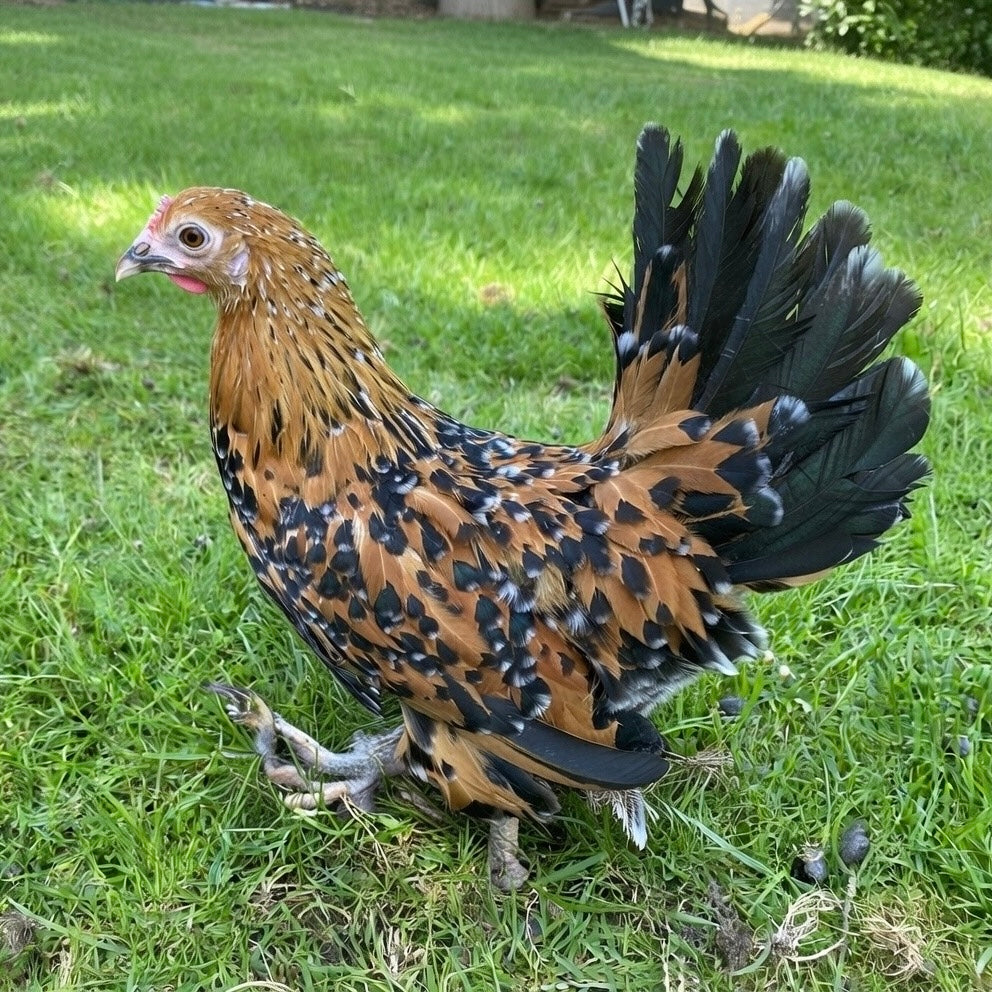 Sablepoot