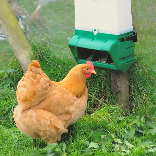 BEC Wall Mounted Wise Chicken Feeder