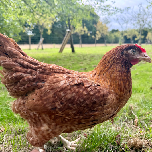 Dark Golden Speckled