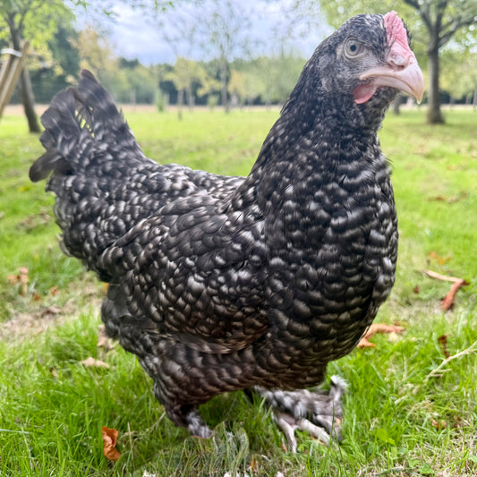 Speckled Dark Egger