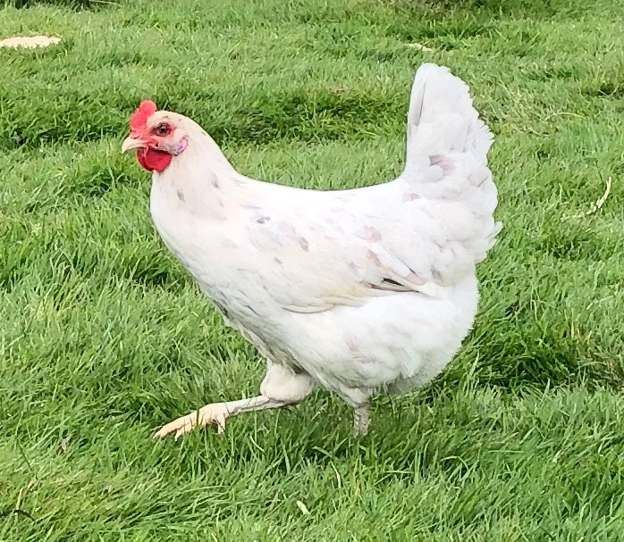 Leghorn