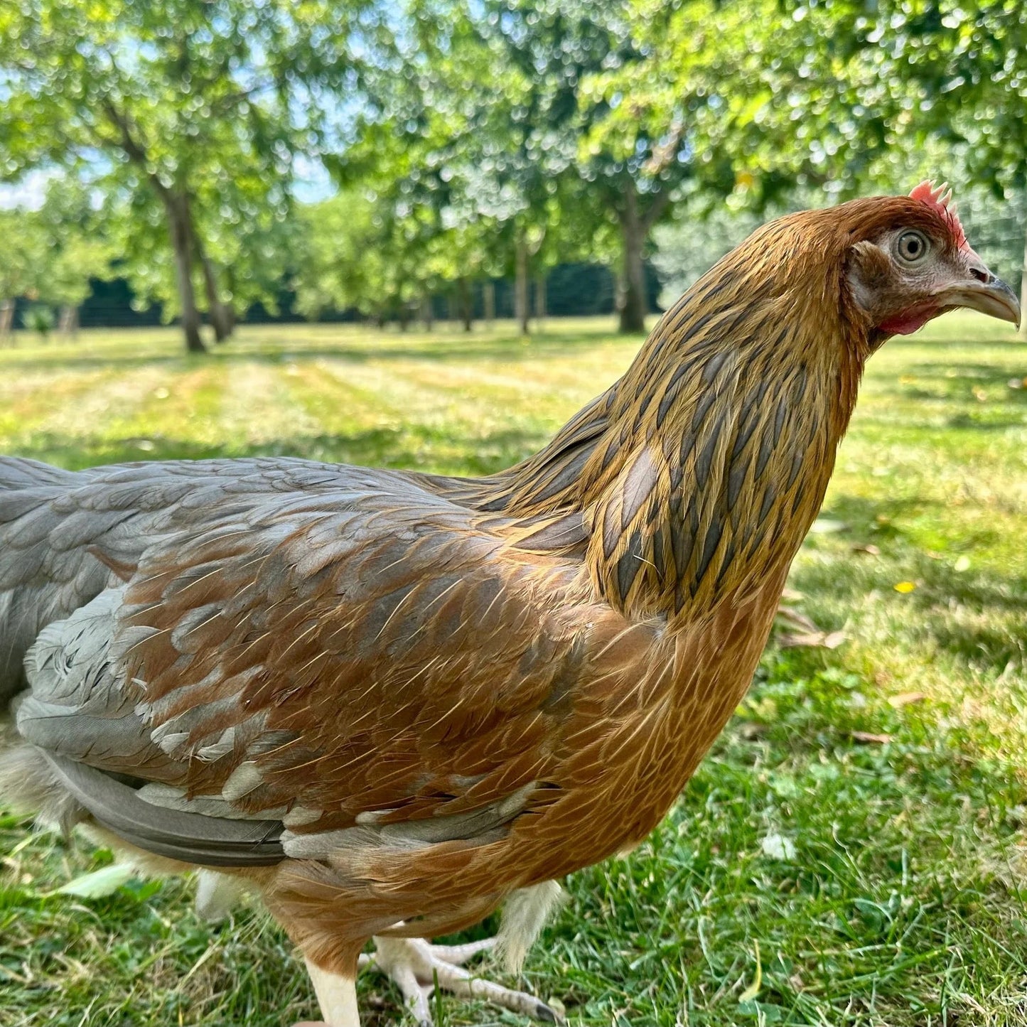 Blue Partridge Leghorn