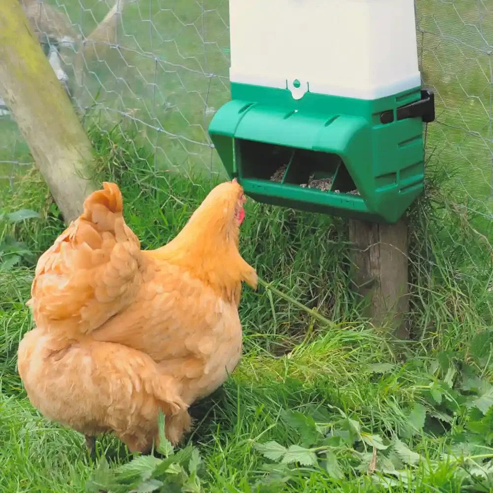BEC Wall Mounted Wise Chicken Feeder
